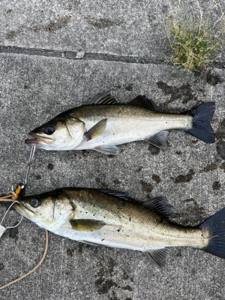 朝マヅメ　イワシの群れあり