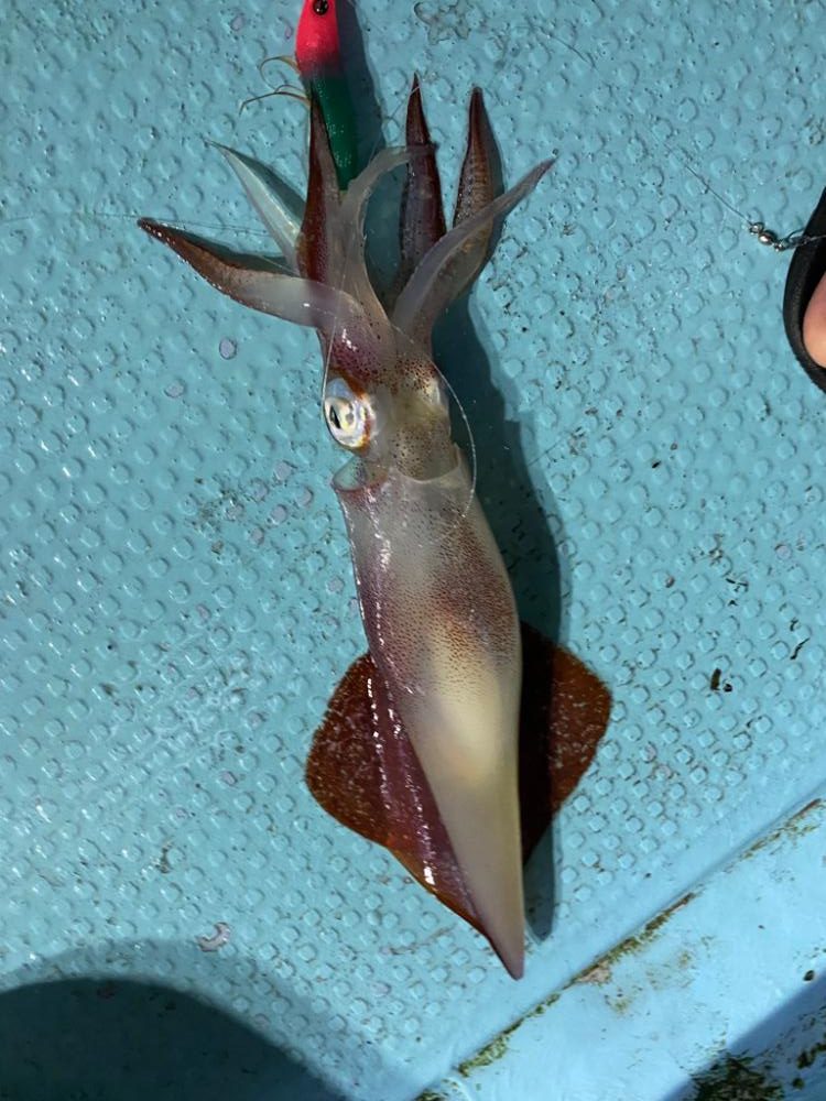 イカメタル終盤か