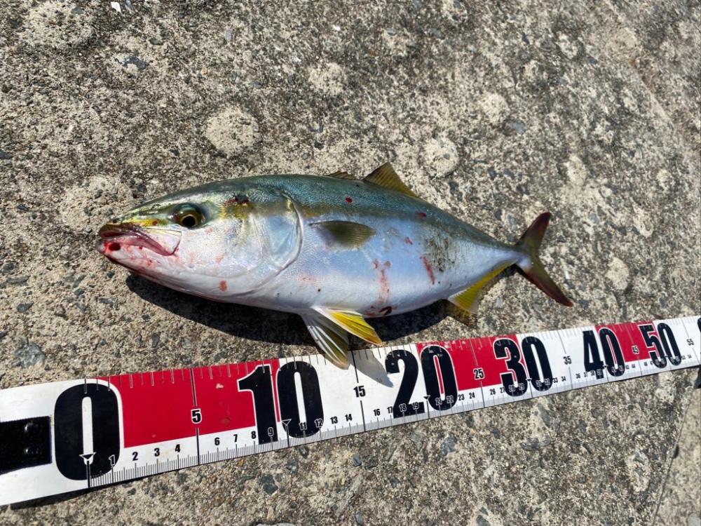 青物複数キャッチ