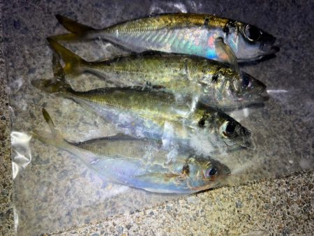 鯵を探して三千里 Vol.79