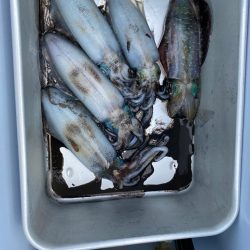 アオリ成長遅い？