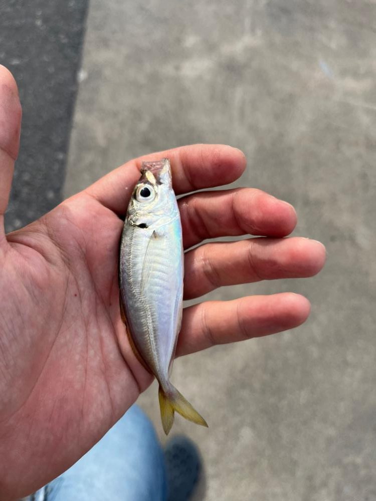 四日市昼間のファミリーフィッシング