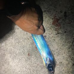 ⭐️ギンギラ釣…