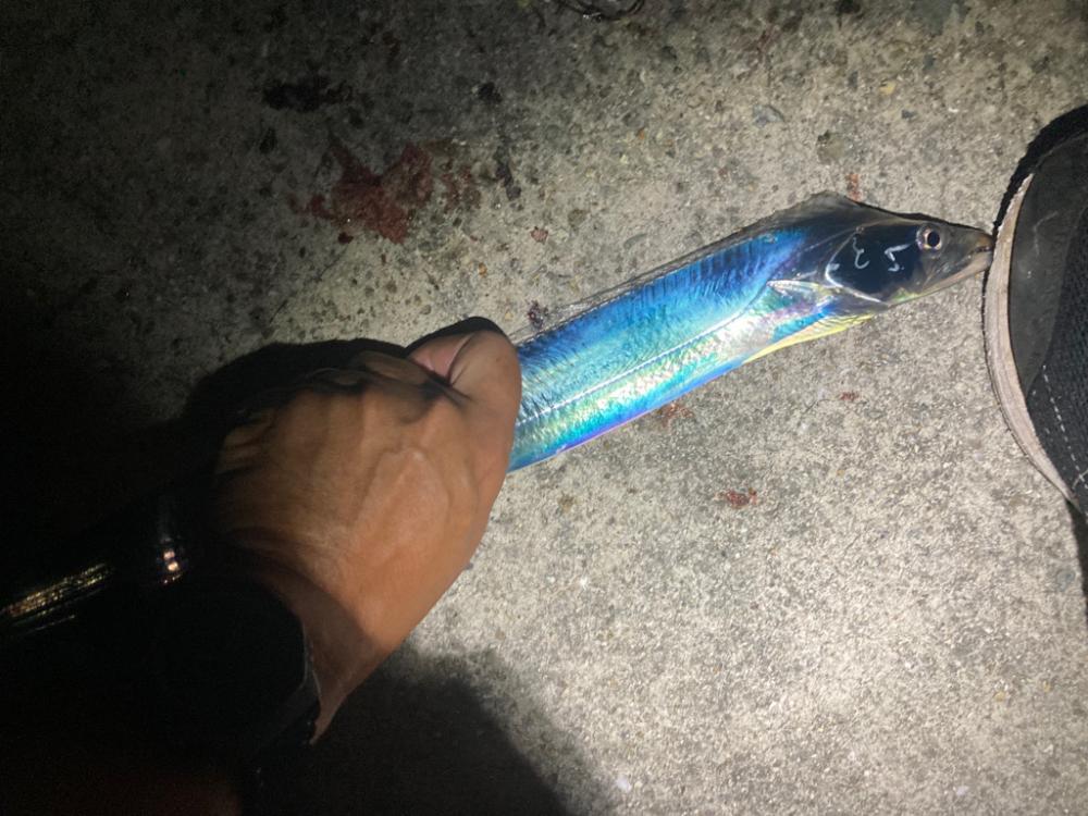 ⭐️ギンギラ釣…