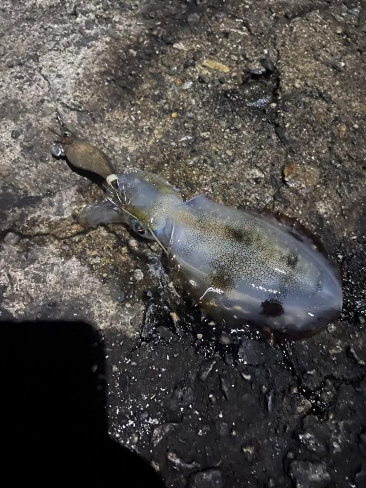 濁りひどいし 渋かった