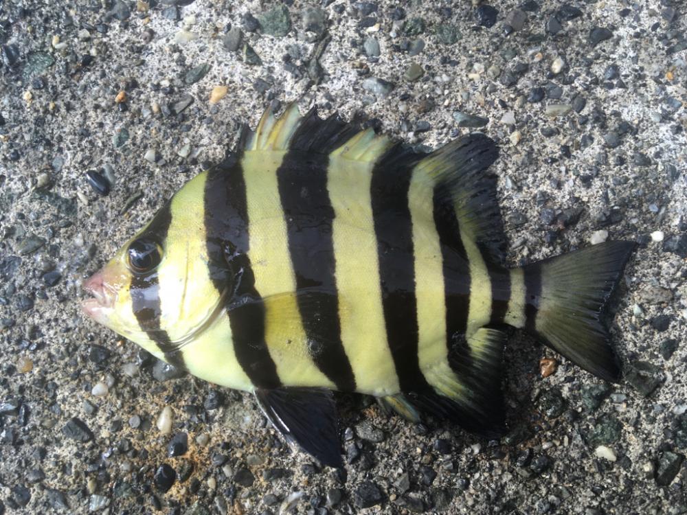 黄色のタテジマ