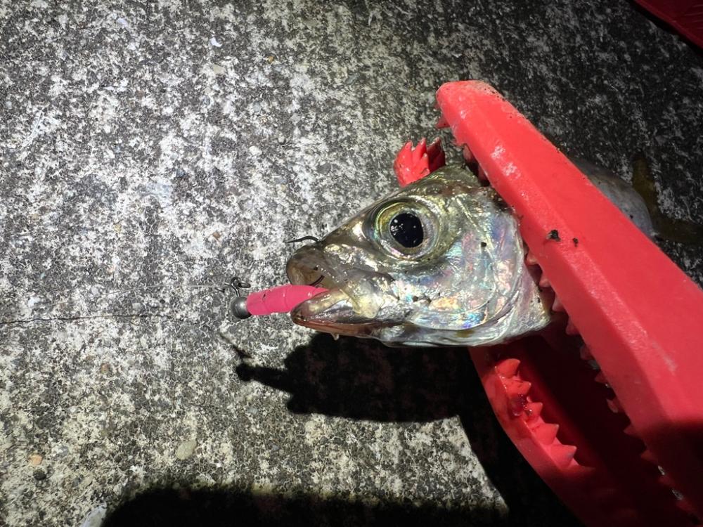 鯵を探して三千里 Vol.74