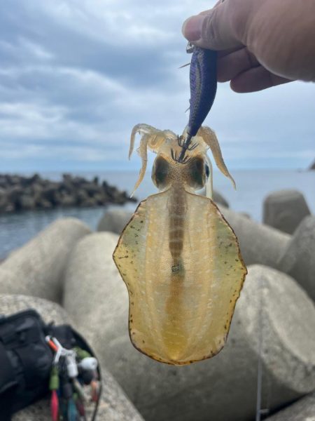 仕事終わりのエギング