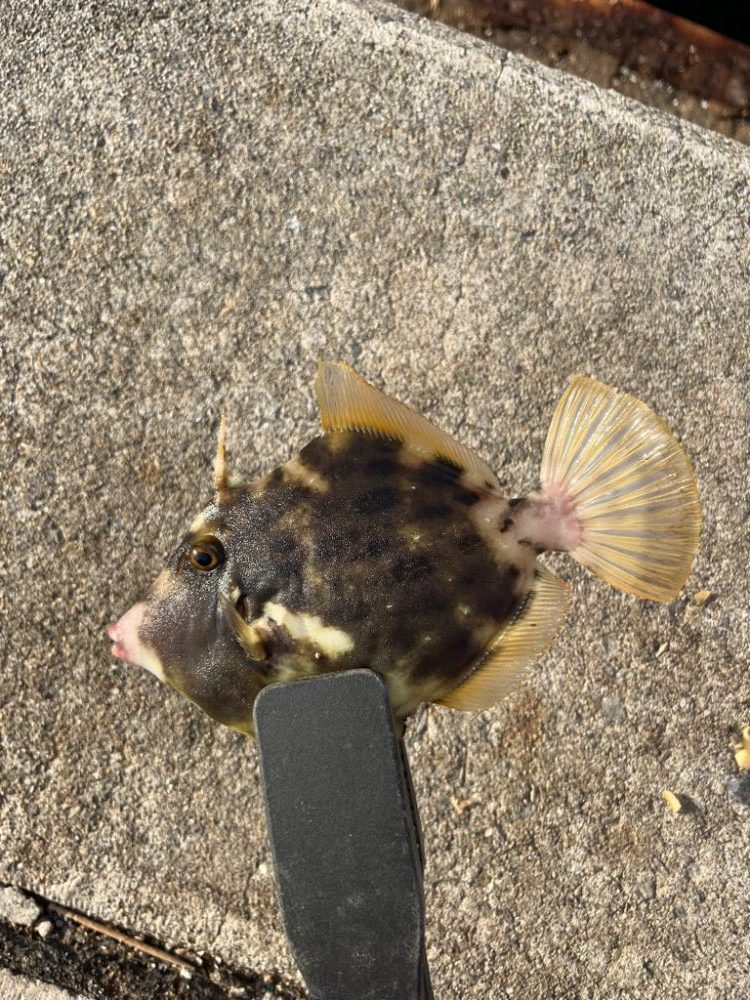 カワハギ釣りにチャレンジ