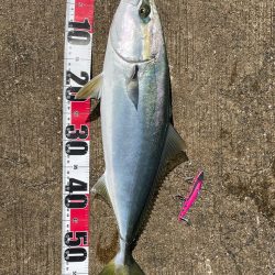 久々の青物でした！