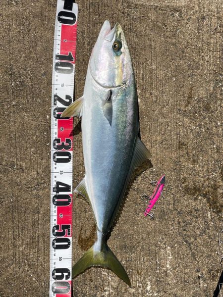 久々の青物でした！