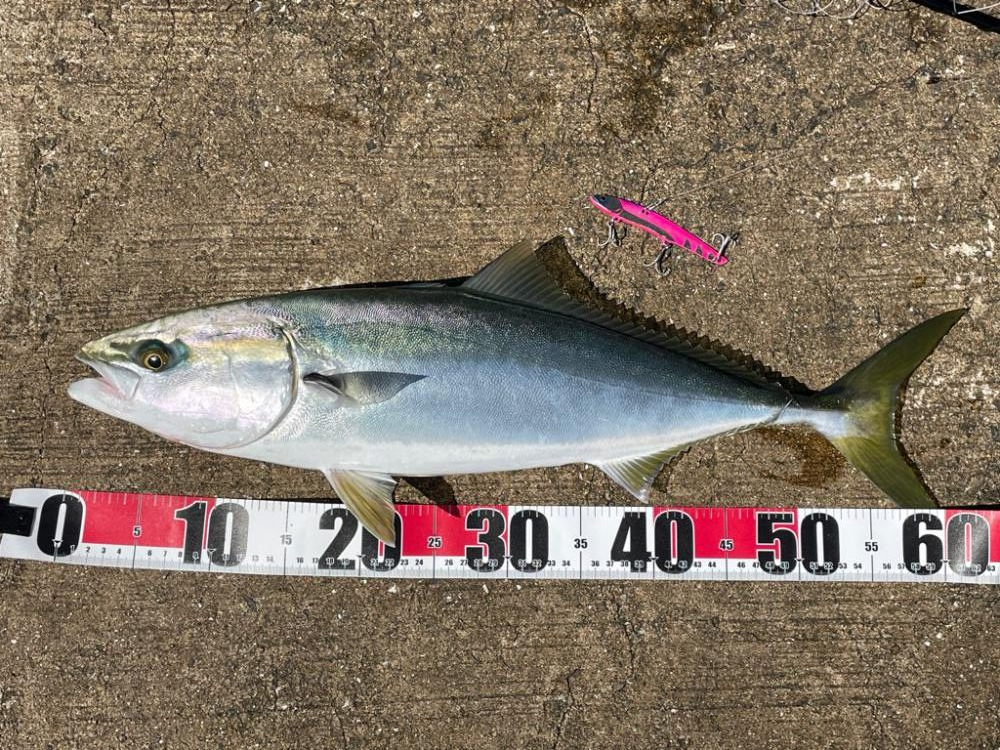 久々の青物でした!