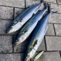 久々に湾奥コスモ。青牙ハットトリック。。。…