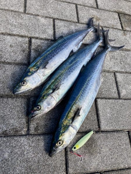 久々に湾奥コスモ。青牙ハットトリック。。。…