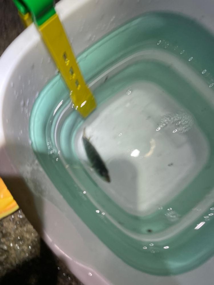 アジング、エギング、初心者