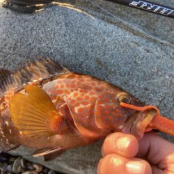 リールのドラグがwww