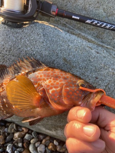 リールのドラグがｗｗｗ