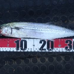 風と波と南の人