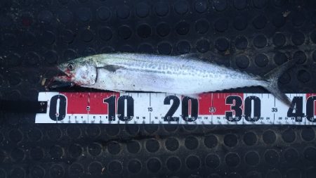 風と波と南の人