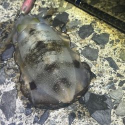 ナイトエギング｜いきなり３連からの撃沈！