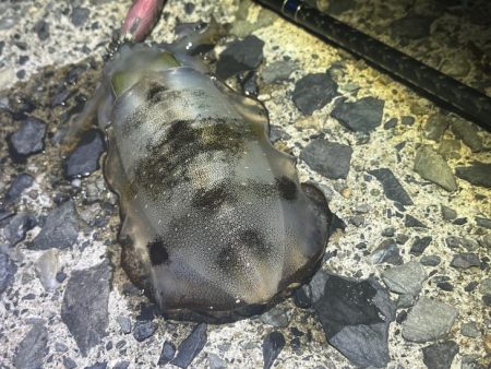 ナイトエギング｜いきなり３連からの撃沈！