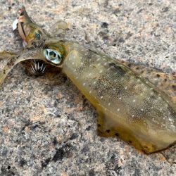 安定の激渋かと思ったら朝から連チャンモード