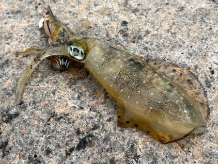 安定の激渋かと思ったら朝から連チャンモード