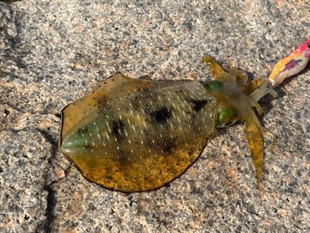 姫路離島でエギング｜超激渋！