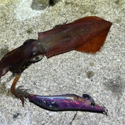 姫路離島でライトエギング