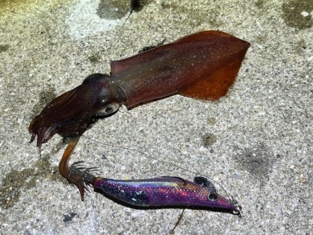 姫路離島でライトエギング