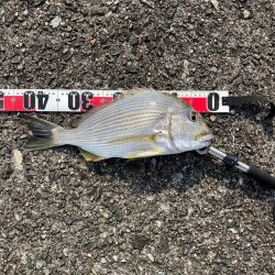 久礼新港外向き