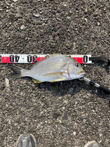 久礼新港外向き