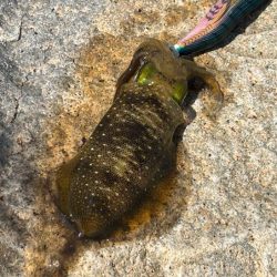 姫路離島のエギング｜激渋で小さいけど数は釣れました！