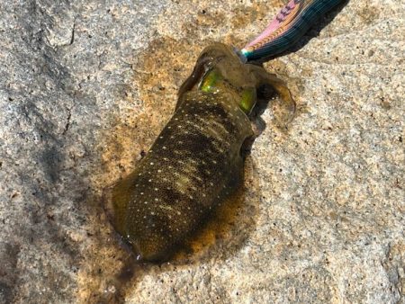 姫路離島のエギング｜激渋で小さいけど数は釣…