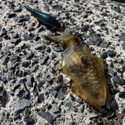 やっぱり激渋で今年の日本海アオリイカはハズレ年!