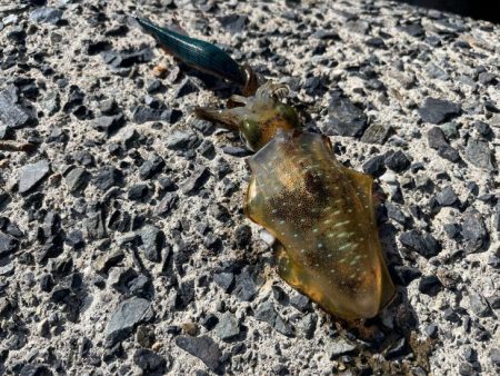 やっぱり激渋で今年の日本海アオリイカはハズ…