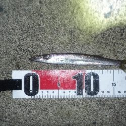 秋風が吹く曇天の大潮