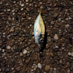 花火とアジング