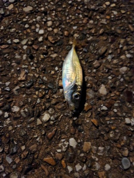 花火とアジング