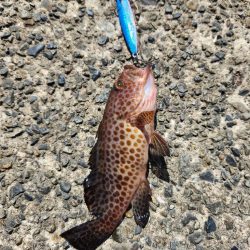 なかなかの引きでした