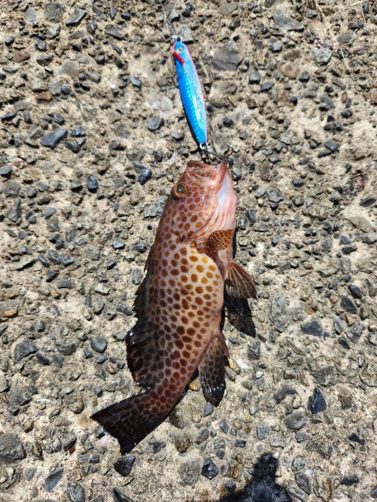 なかなかの引きでした