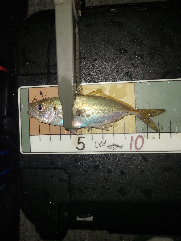 カサゴのちアジ