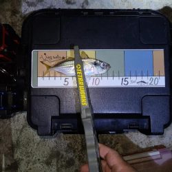 癒しを求めて遠征