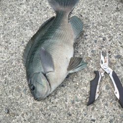 ルアーでグレ釣っちゃった♪