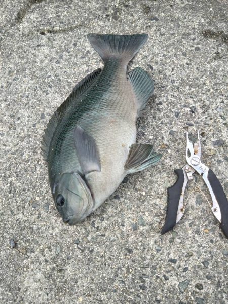 ルアーでグレ釣っちゃった♪