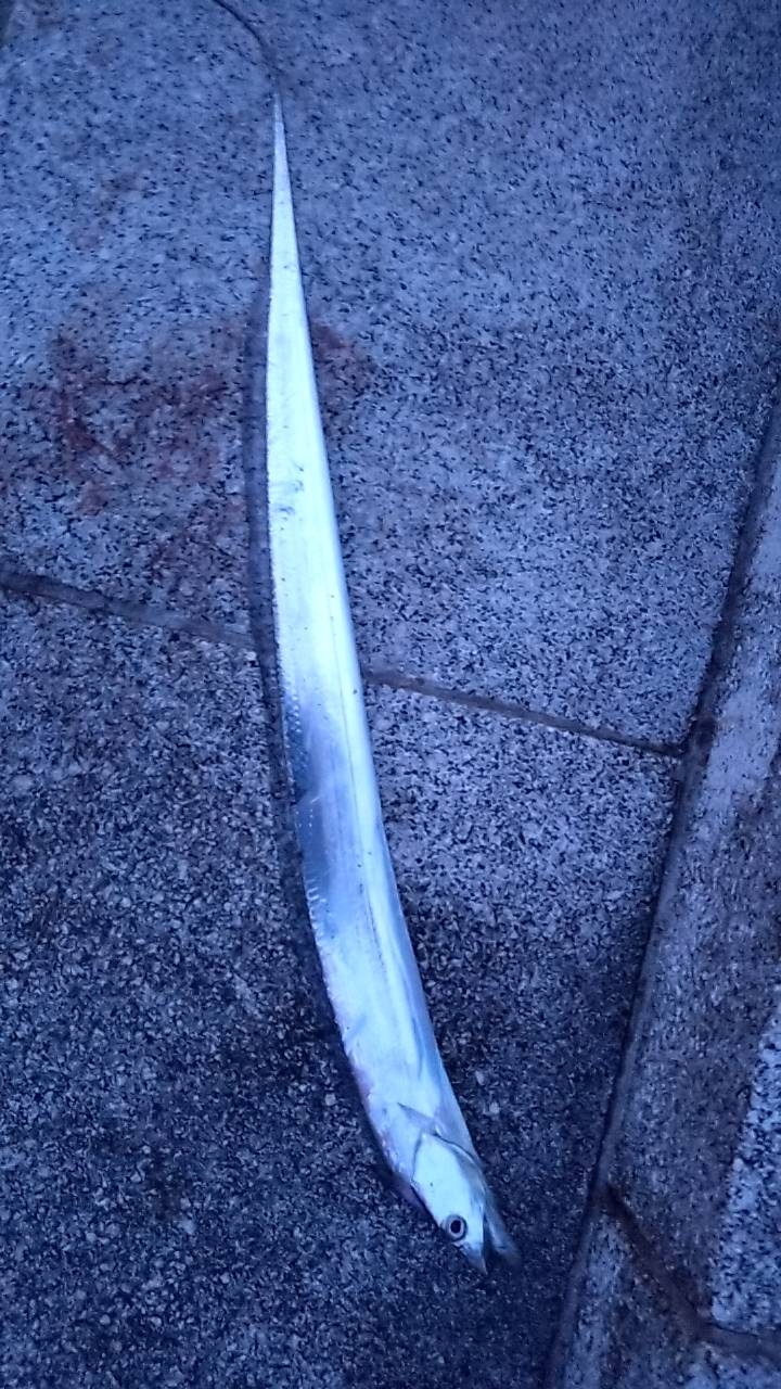 久々の青物GET♪太刀魚も…