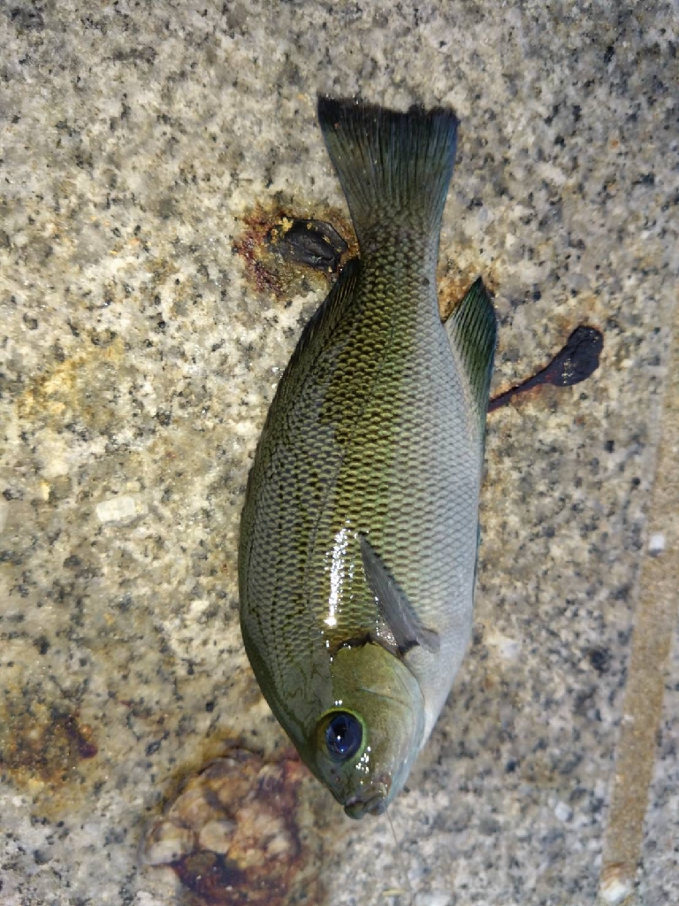 青物完敗、太刀魚渋々…