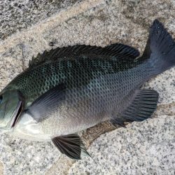 即興フカセでサンバソウ連発!