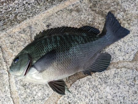 即興フカセでサンバソウ連発!