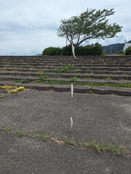 はまなすパーク海水浴場でちょい投げ